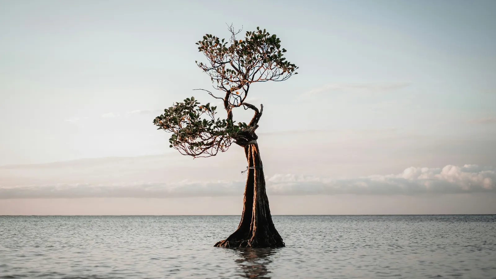 Single mangrove tree in shallow sea