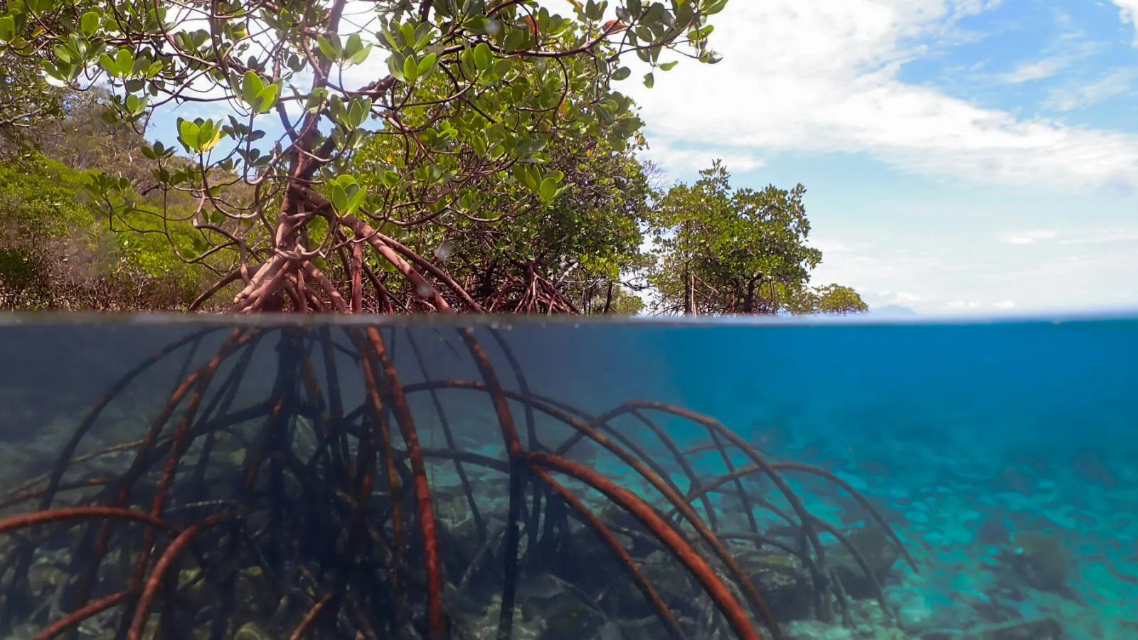 Part above part below water in mangrove swamp