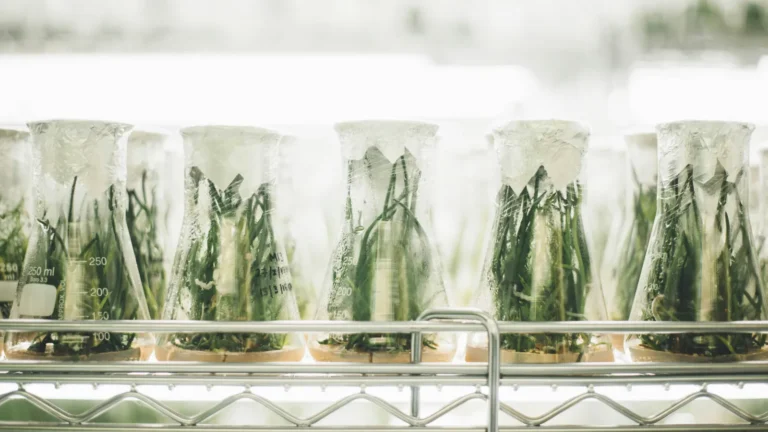Green shoots growing in laboratory flasks