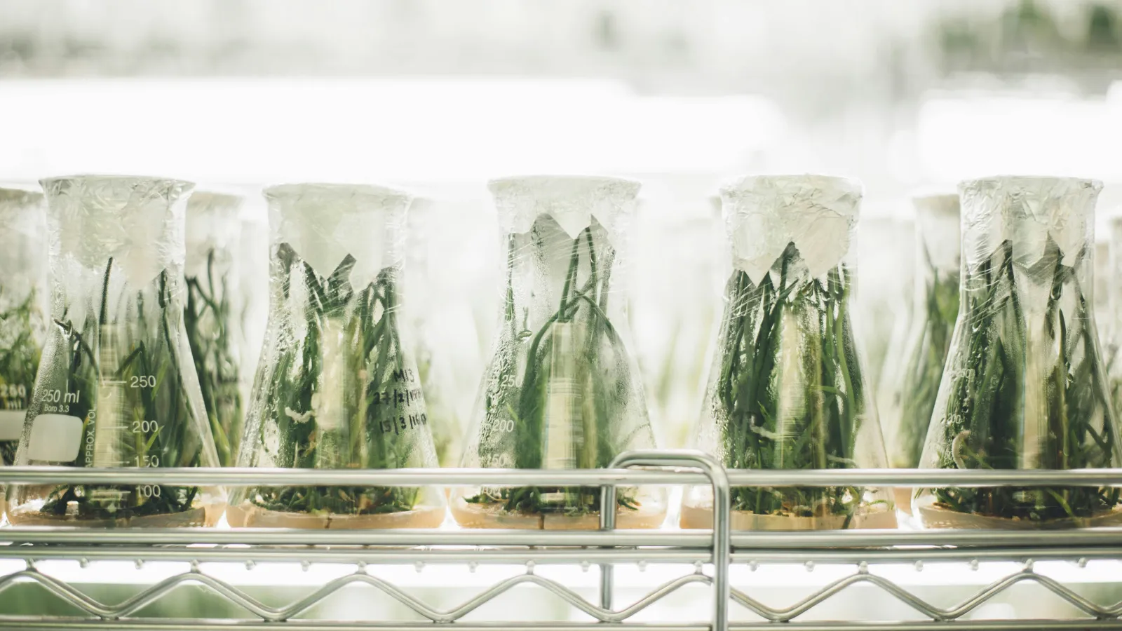 Green shoots growing in laboratory flasks